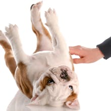 Giving dogs treats DOESN'T make them like you