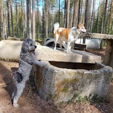 Laavulla: Oulun koirametsä 